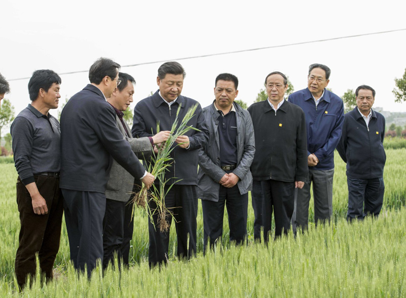 2016年4月25日下午，習(xí)近平在安徽滁州市鳳陽(yáng)縣小崗村察看小麥長(zhǎng)勢(shì)。左一為種糧大戶程夕兵。新華社記者 李學(xué)仁 攝